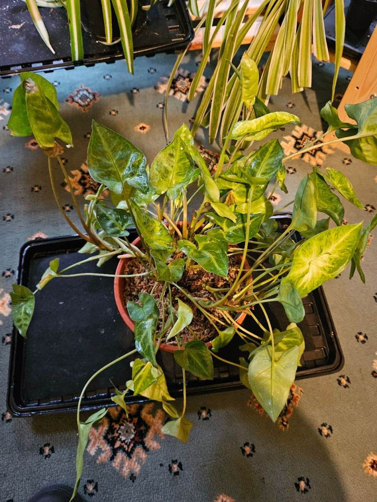 Syngonium podophyllum arrow head large mature indoor hoise plant foliage established 