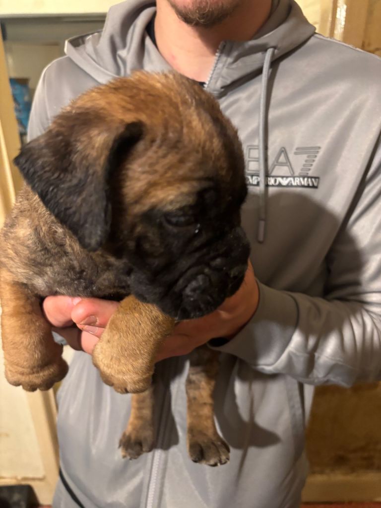 Kc bullmastiff puppys