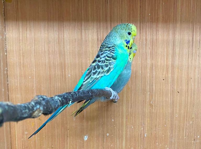 Baby Budgies for sale