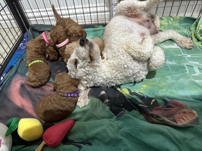 Cockapoo puppies for sale