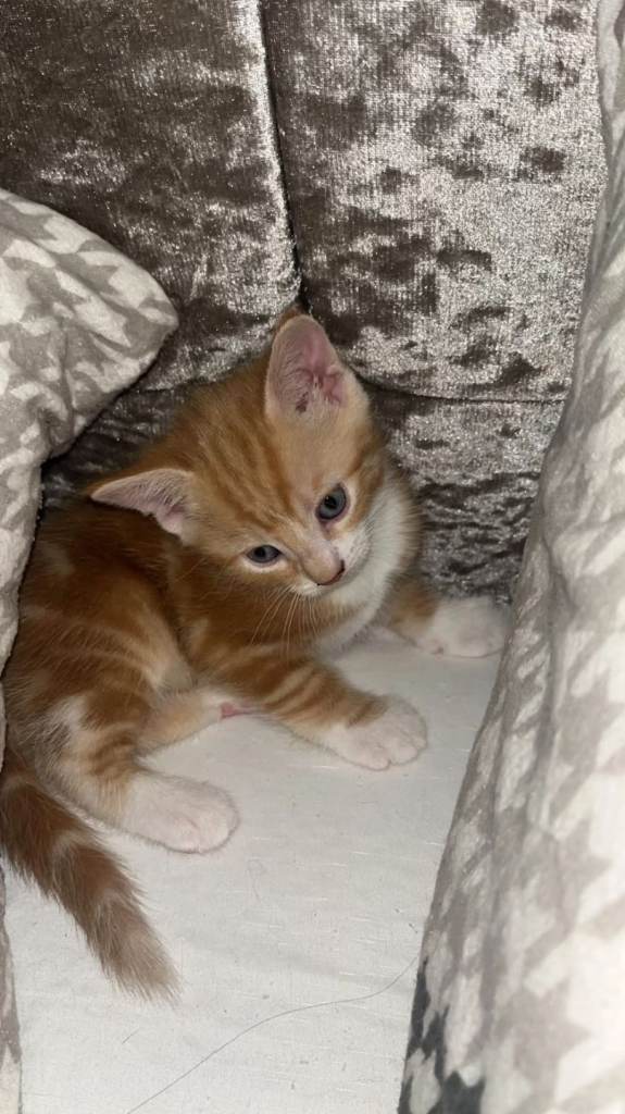 Kittens 