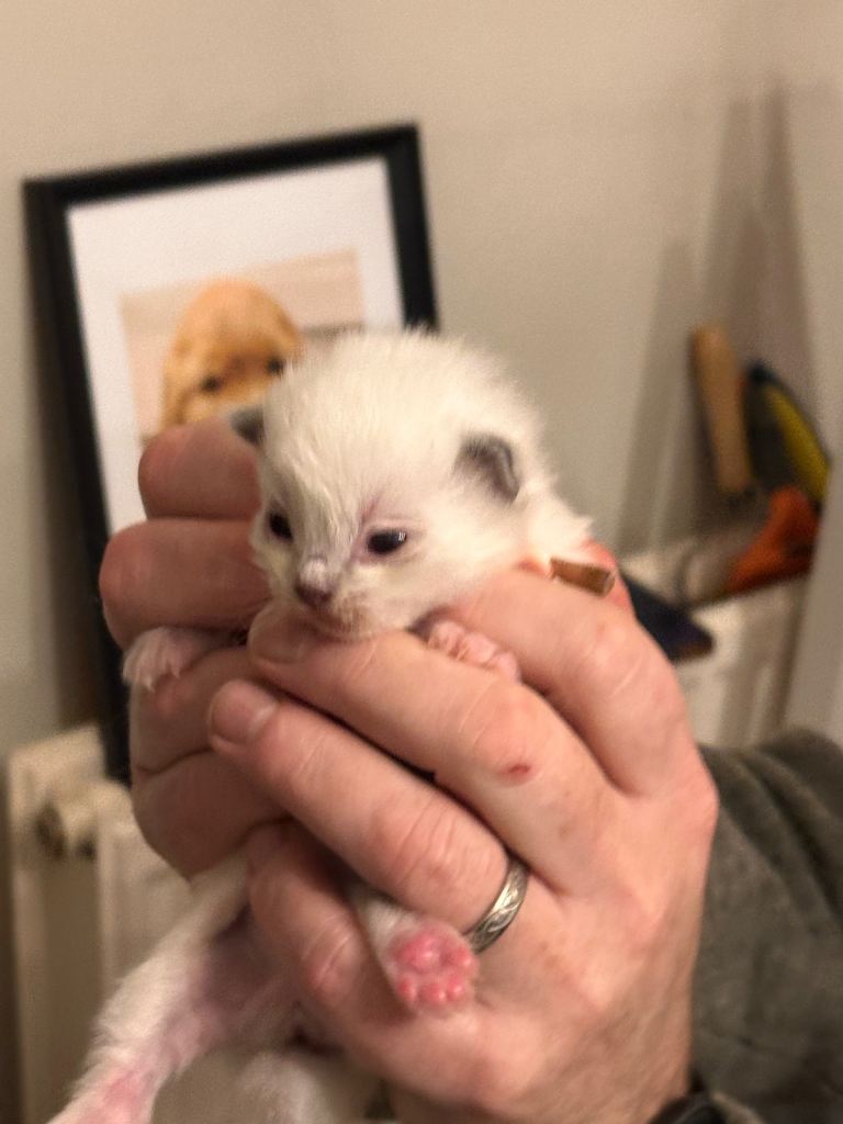 TICA Champion Ragdoll Kittens - brought up in family and used to dogs