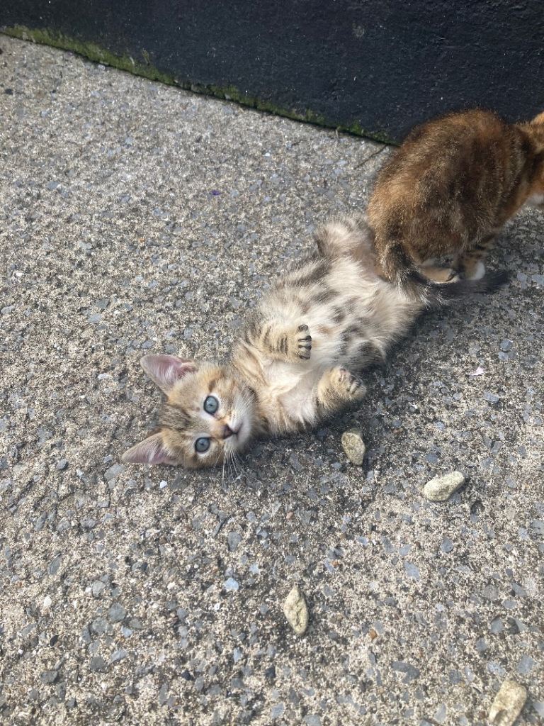 3 adorable male kittens 75 each 