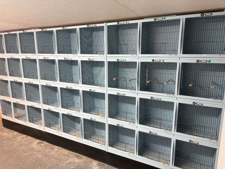 Birds 
