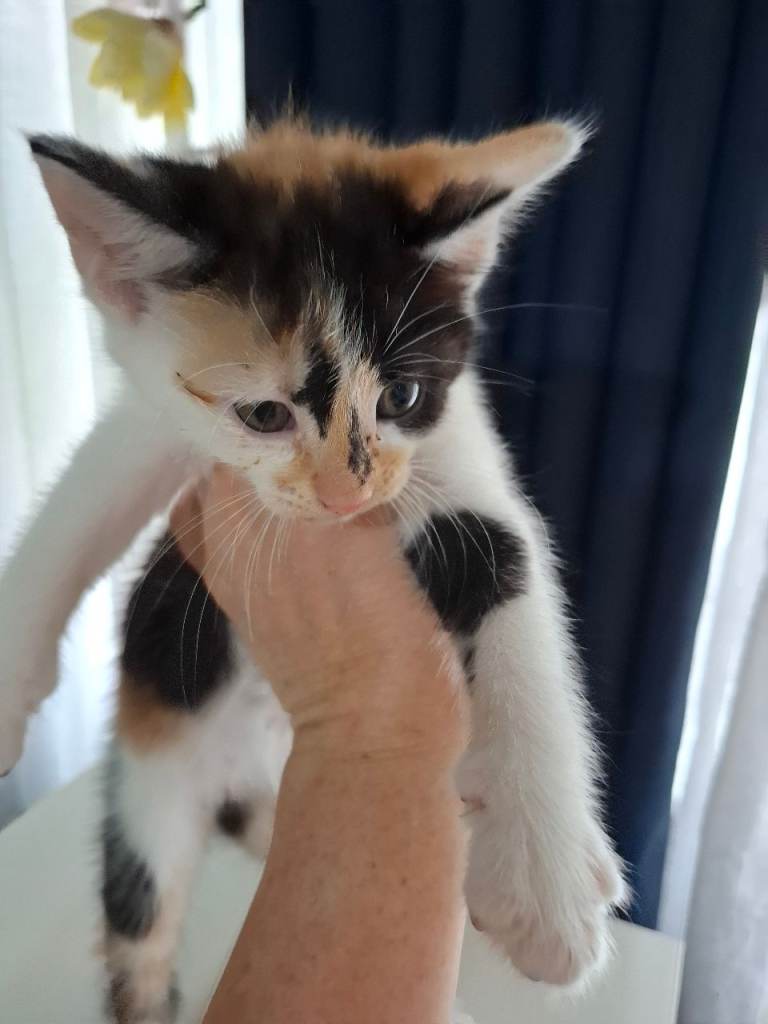 Kittens for sale 