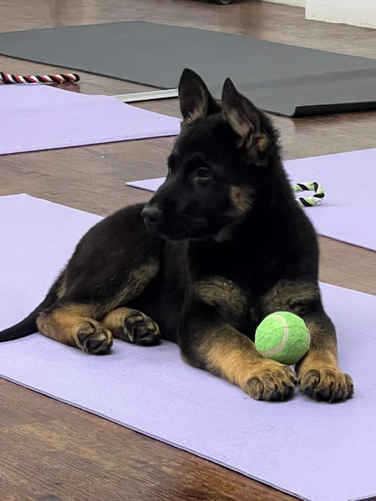 German shepherd puppies 