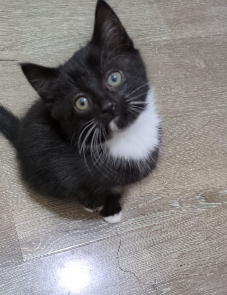 Beautiful Tuxedo Kitten Looking for Loving Homes 