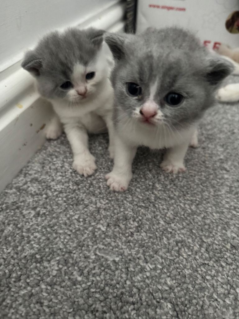 kittens 