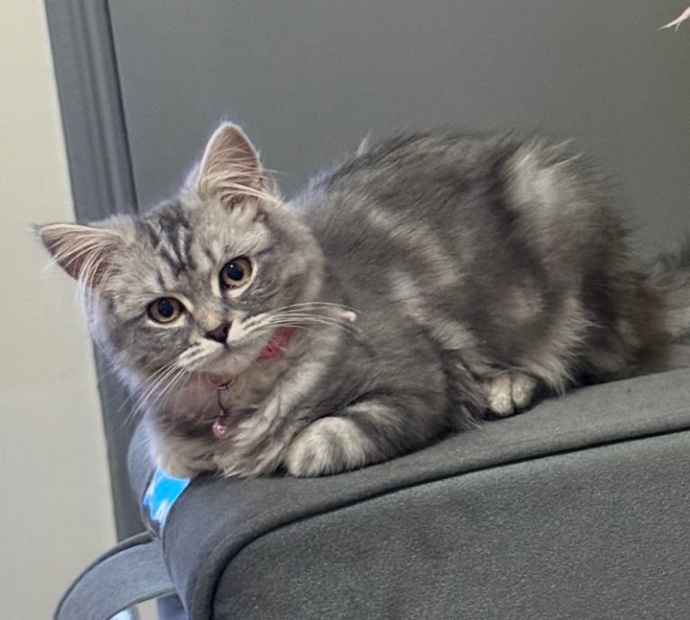 My lovely friend is for sale,She name is  Nazo