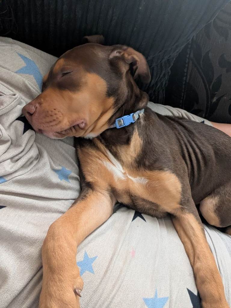 2 puppies and 2 dogs for sale 