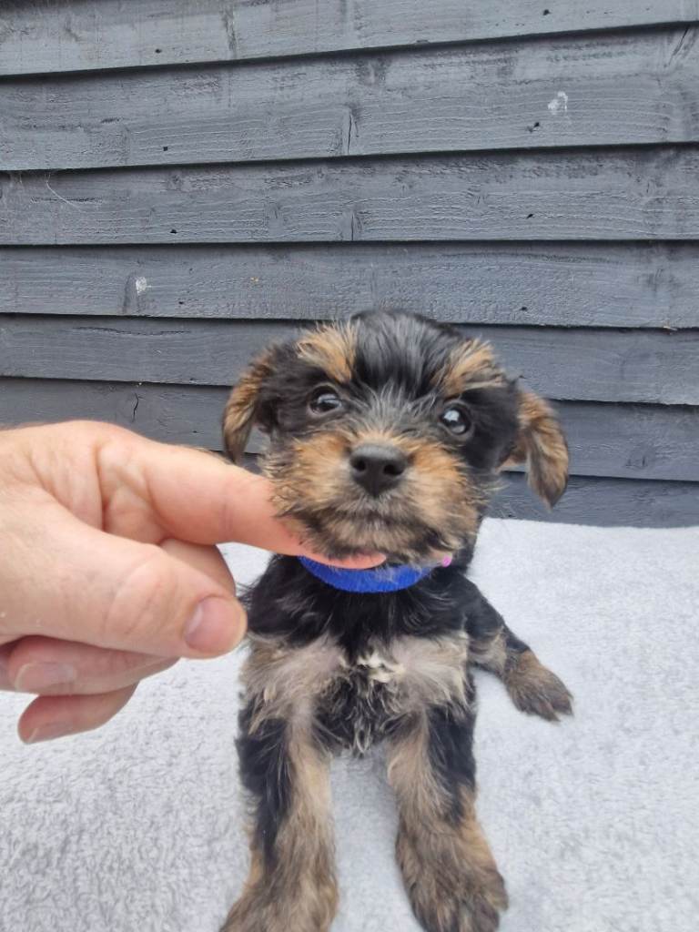 Yorkshire terrier puppies
