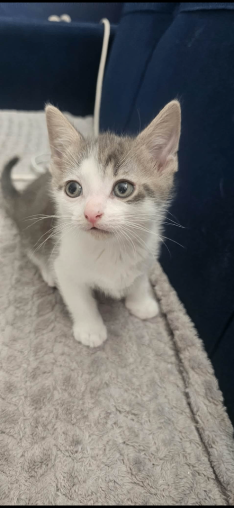 Shorthair little kitten/ cat