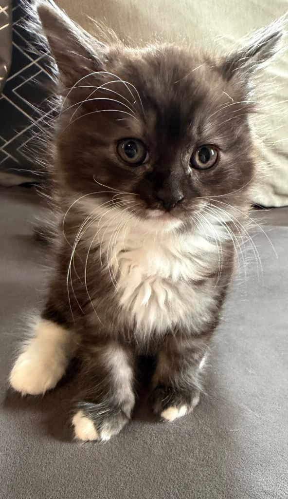 Kittens British shorthair mother and ragdoll dad