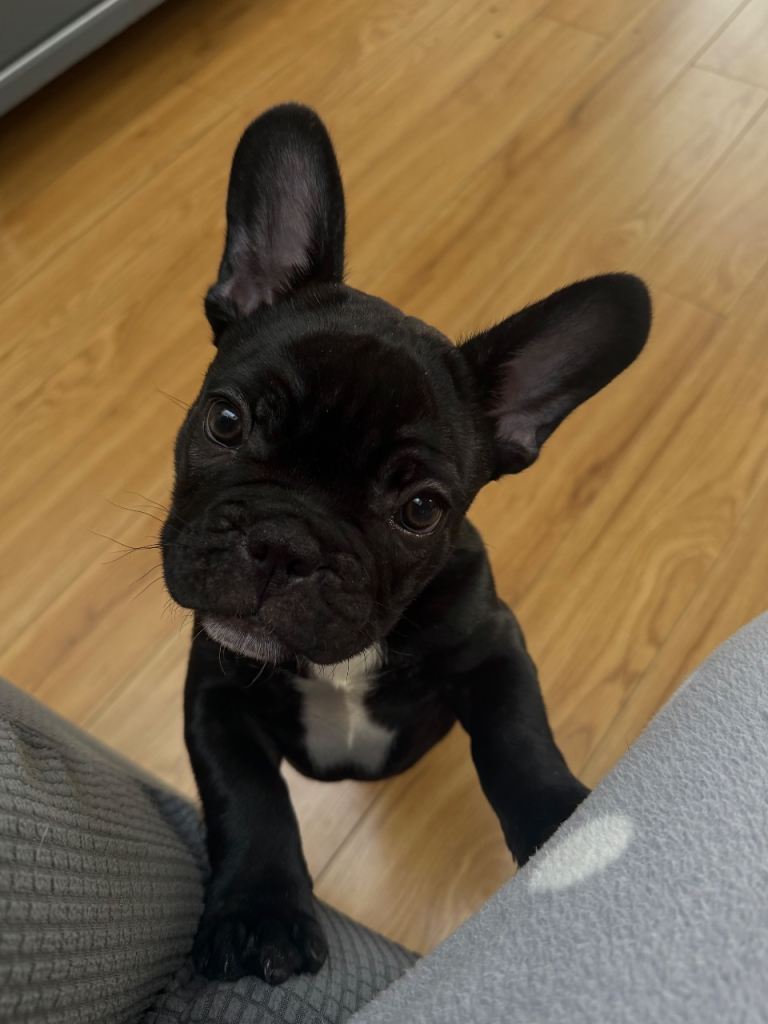Black French Bull dog 