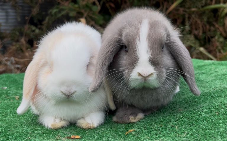 Baby girl mini lops ready now 