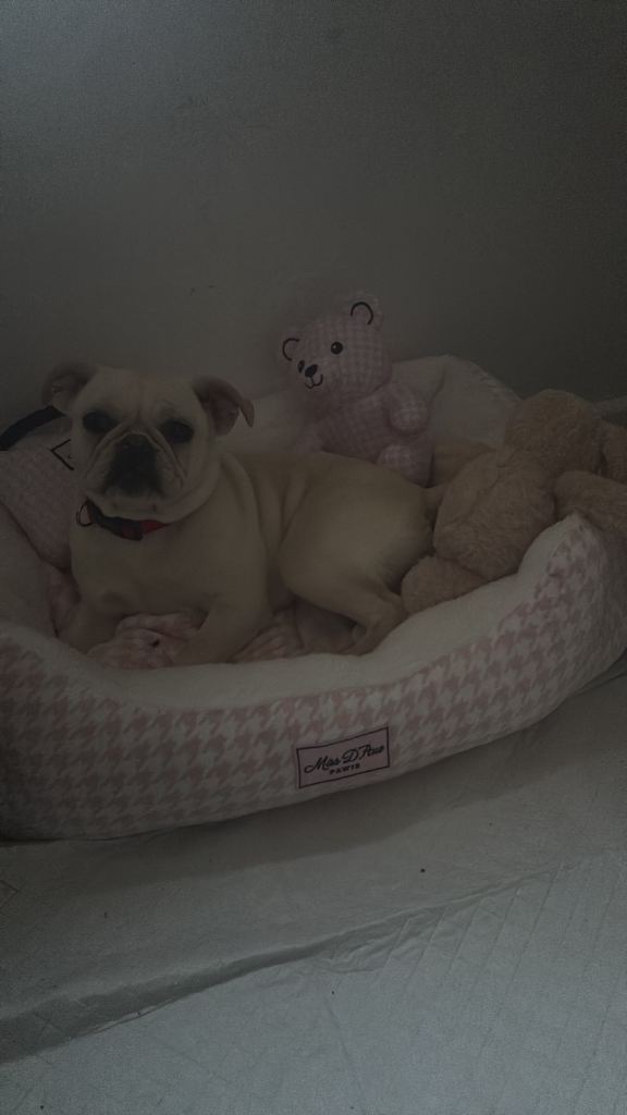 Pug cross frenchie for sale in welyn area