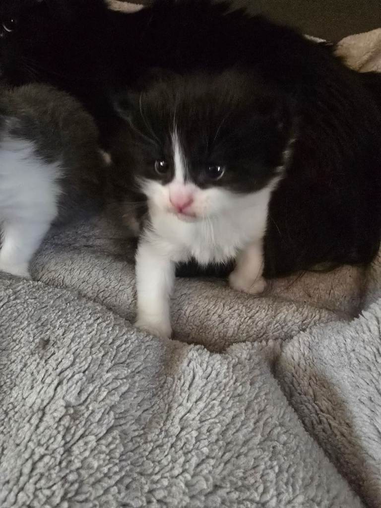 Fluffy kittens