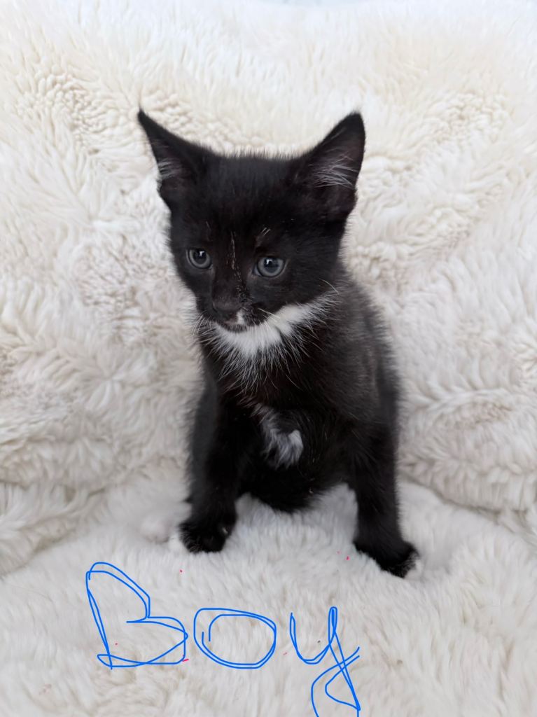 5 lovely kittens looking for new home.