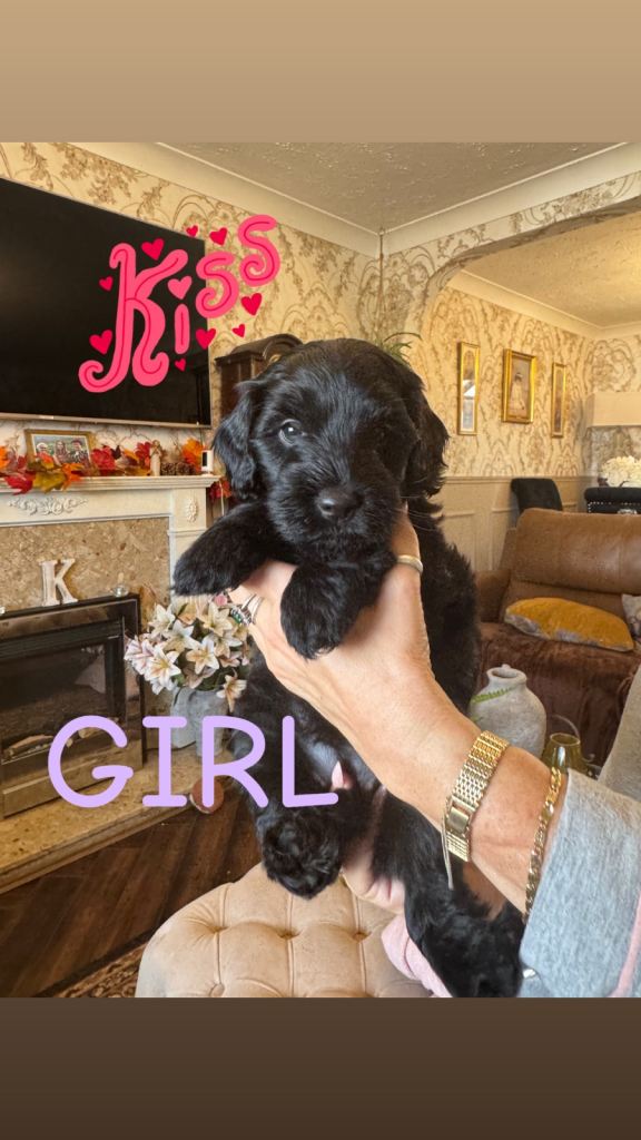 Cavapoos for sale 