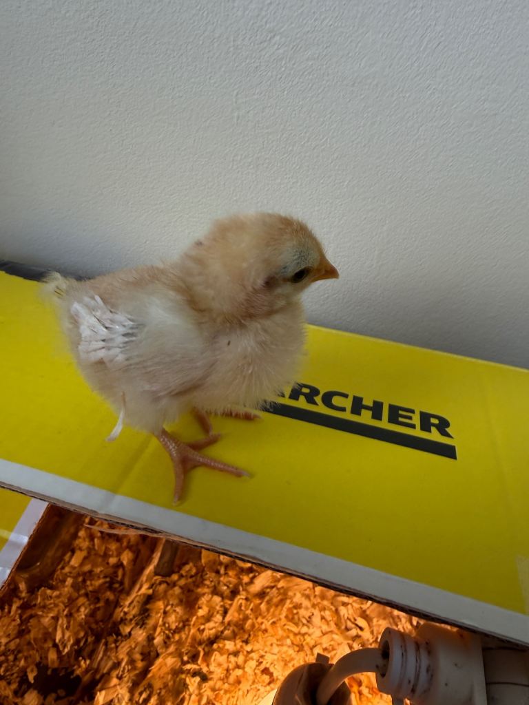 Chicks for sale 