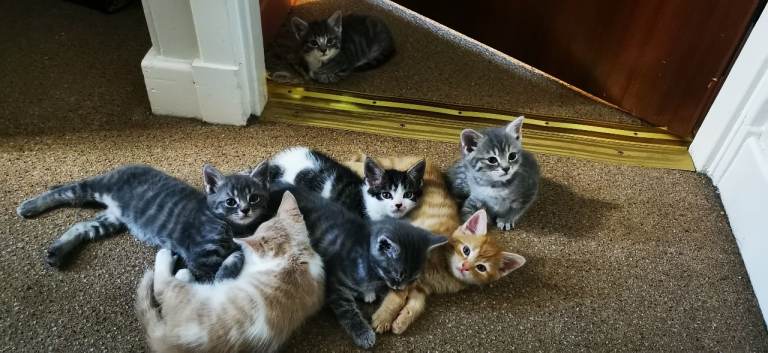 Kittens 7 Weeks Old 