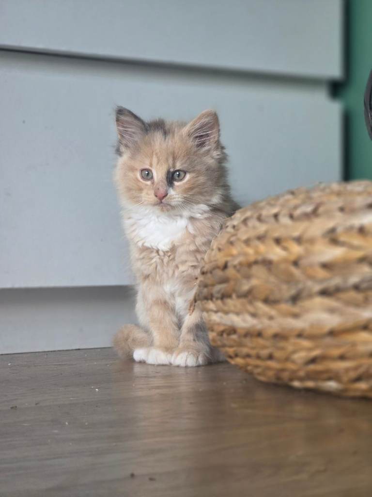 3 Beautiful Female Kittens for Sale 