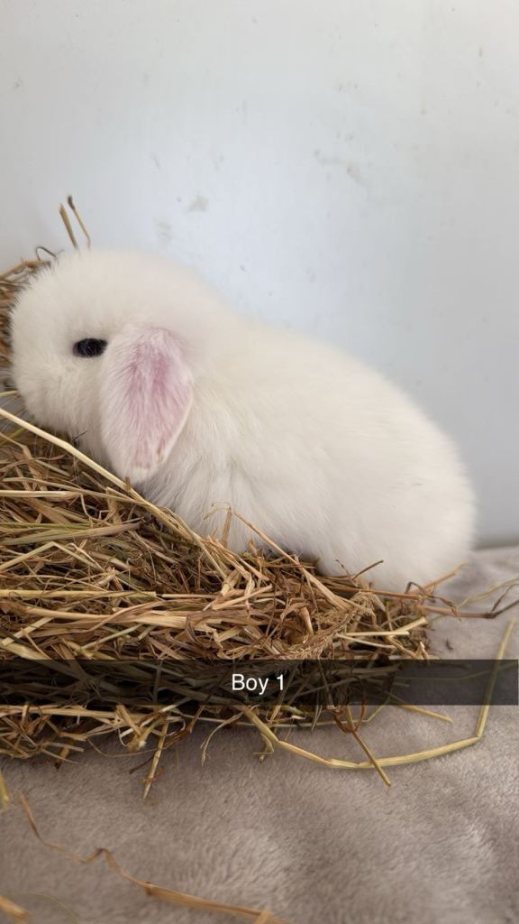 Pure breed mini lop rabbits to reserve 