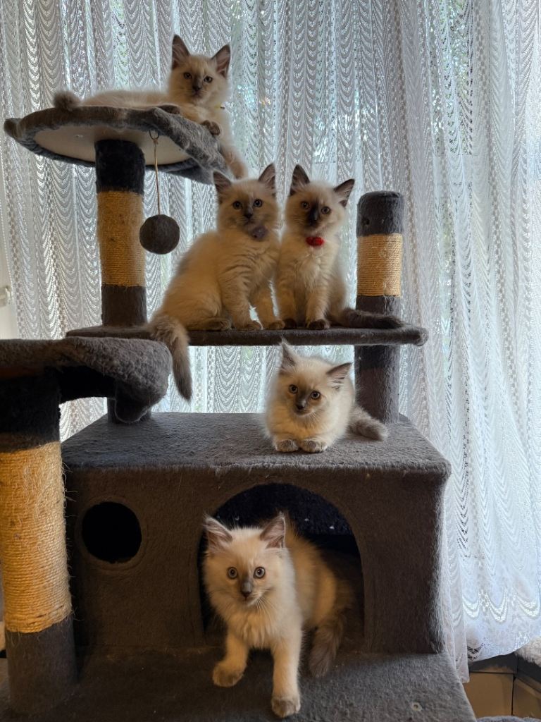 4 Ragdoll Kittens‼️