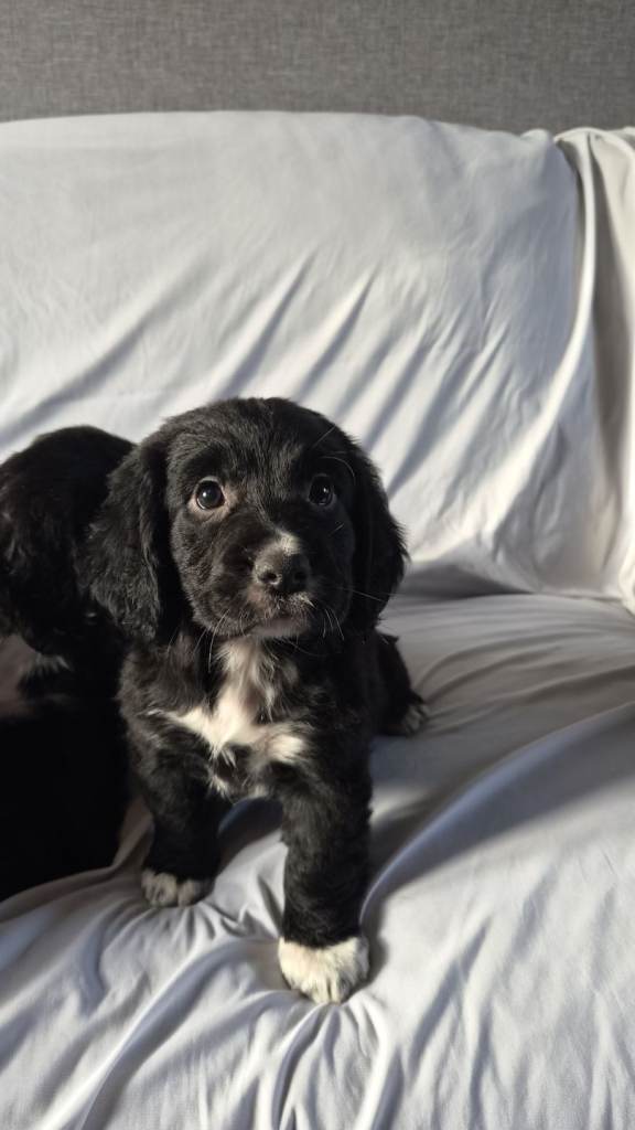 Cocker spaniel puppies