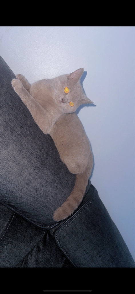 British Shorthair cat