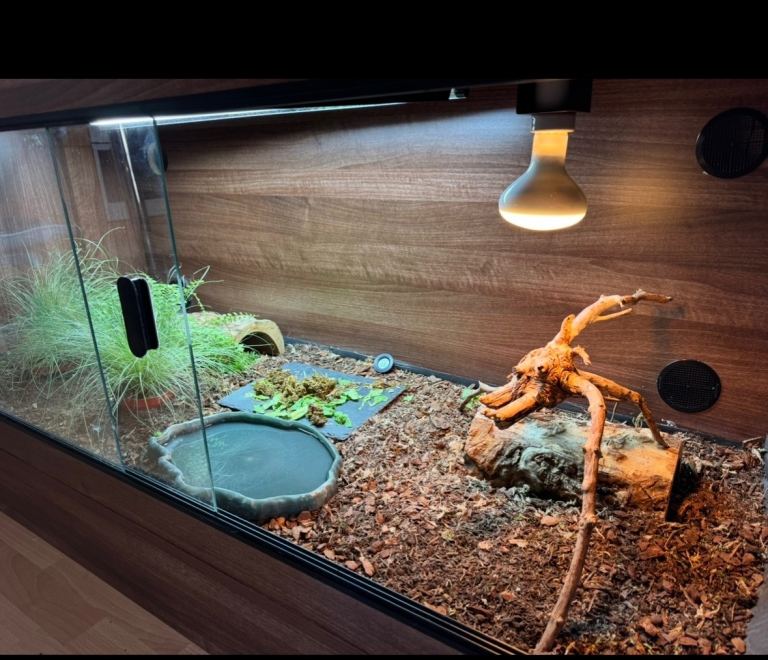 Walnut 5x2x2 