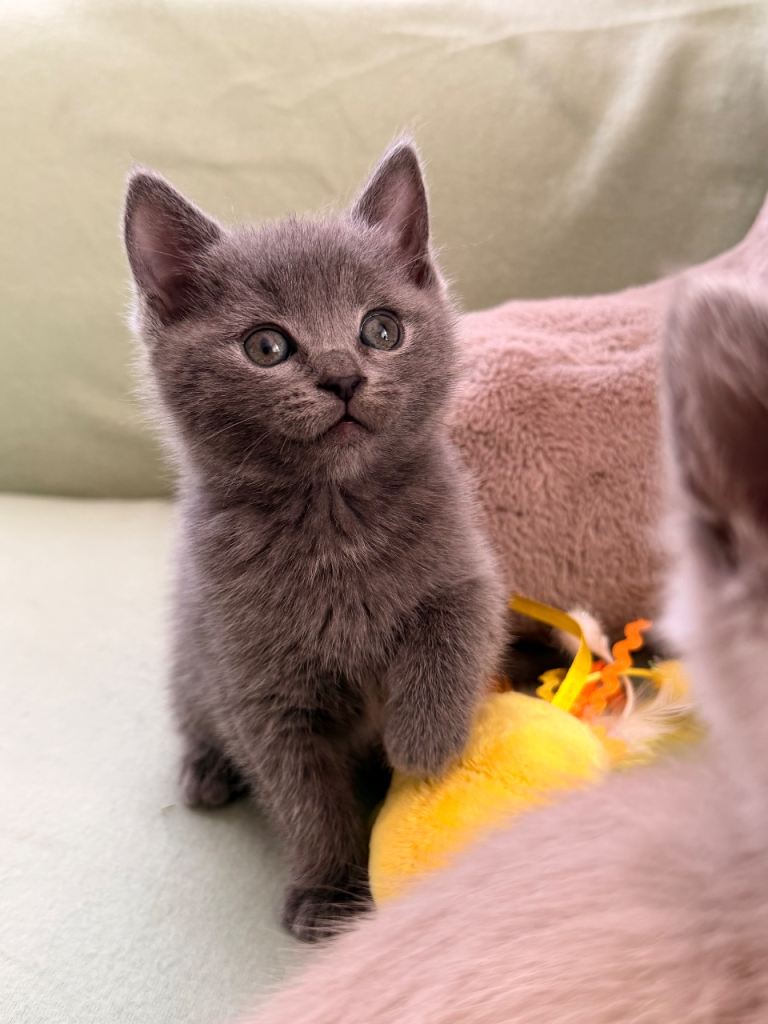 Beautiful Kitten Shorthair with father pedigree and 5 generations 