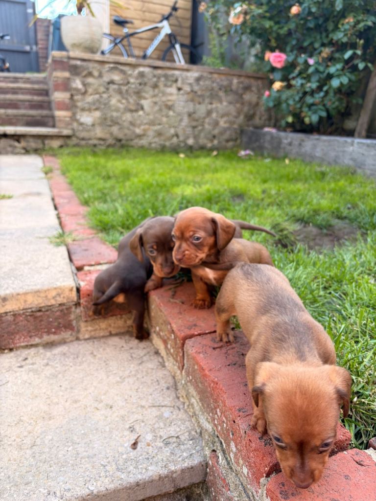Dachshund puppies for sale 