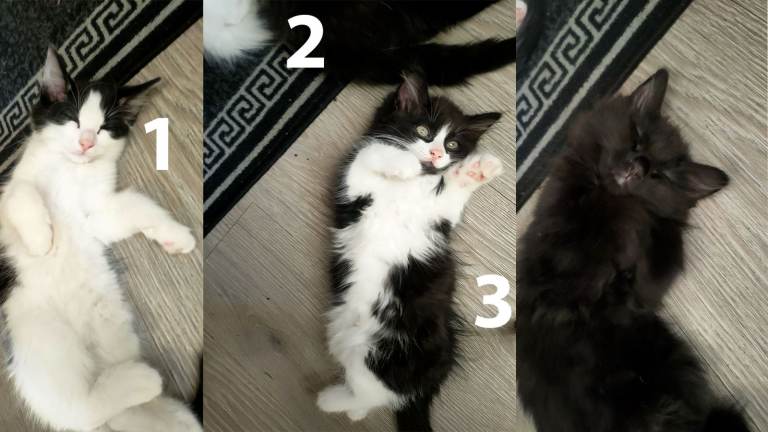 KITTENS FOR SALE – READY TO GO NOW!