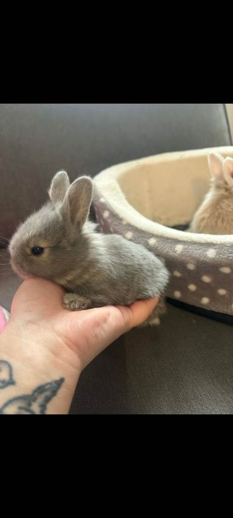 Last bunny left 