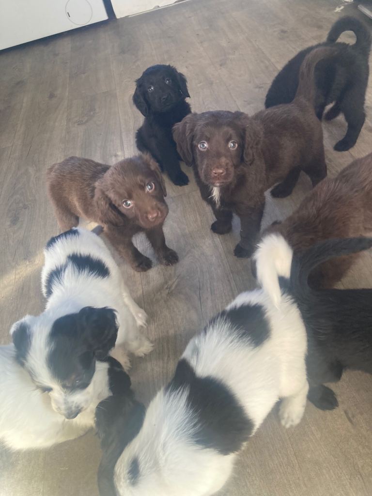Spaniel puppies
