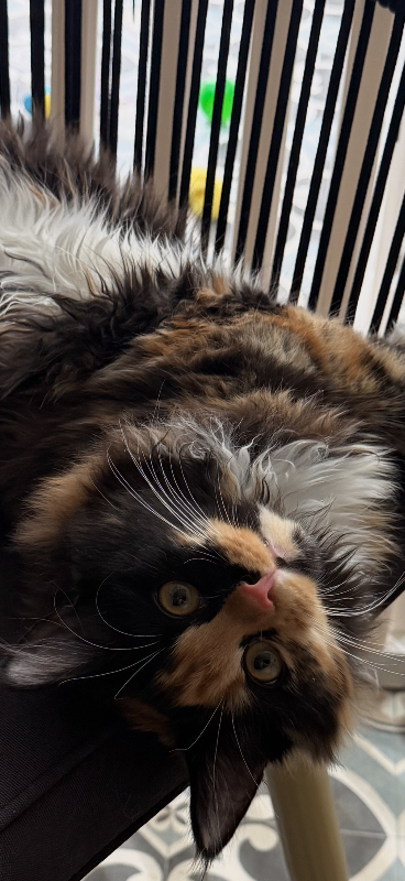 Maine coon kitten female she has had all her jabs 