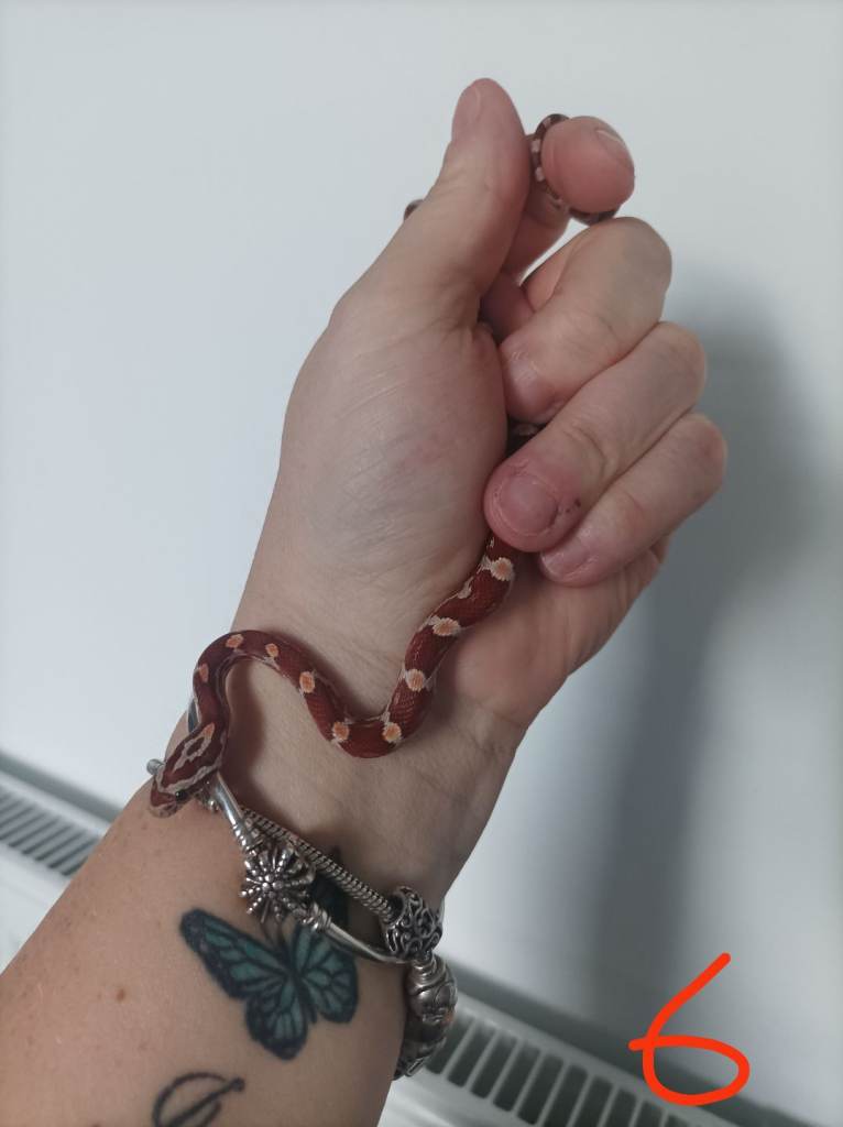 3 x Baby corn snakes for sale 