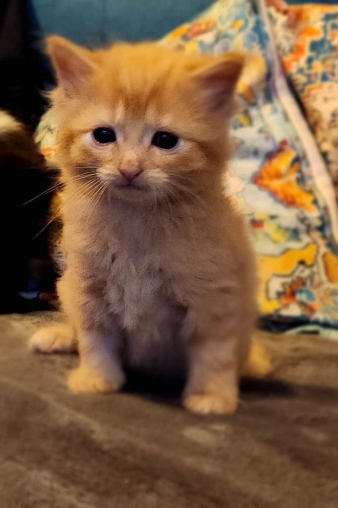  6 beautiful  fluffy kittens  are looking for a new  ho