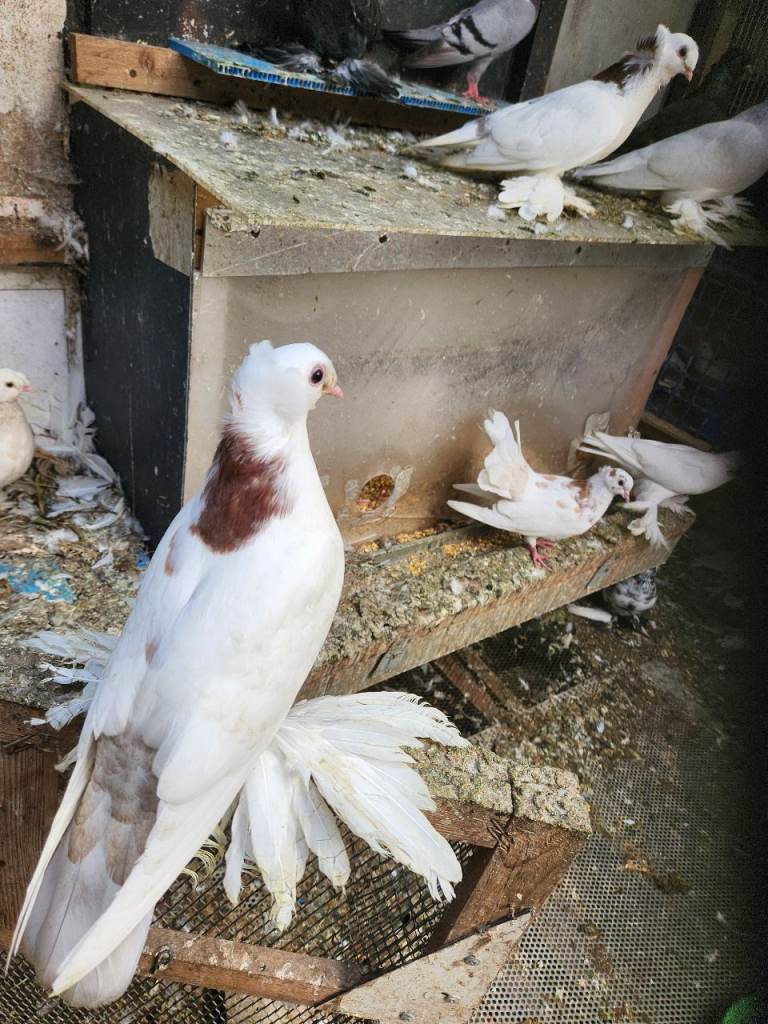 Double crest pigeon