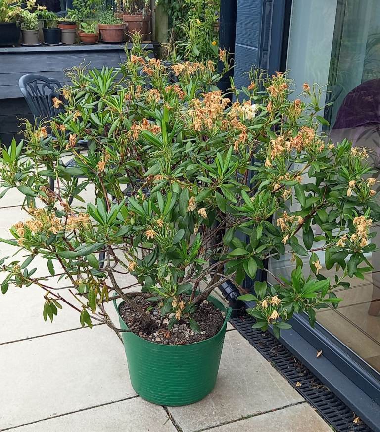 Rhododendron shrub, white Flowering Evergreen Shrub, just gone over, large size.