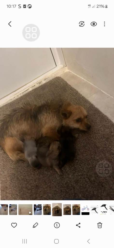 Pomeranian x chihuahua puppies