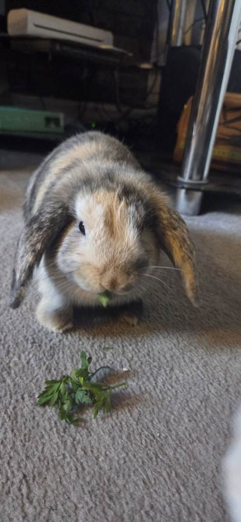 Mini Lops Rabbit