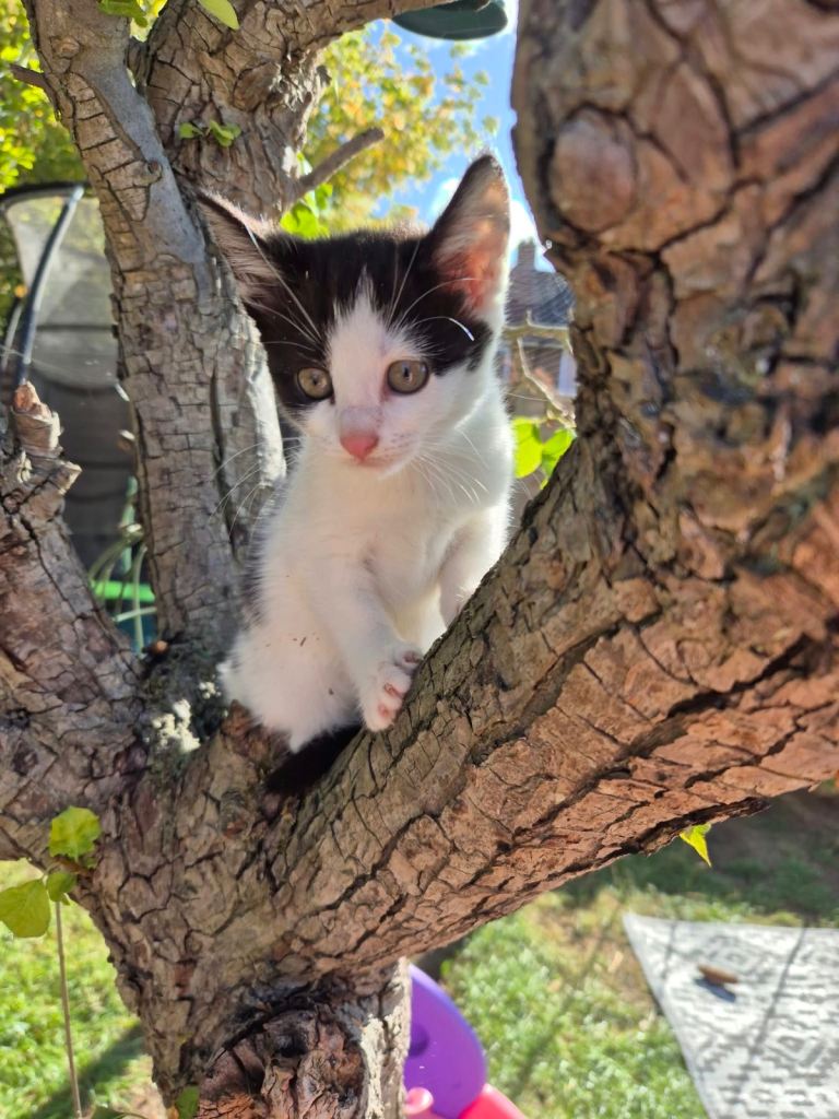 Kittens