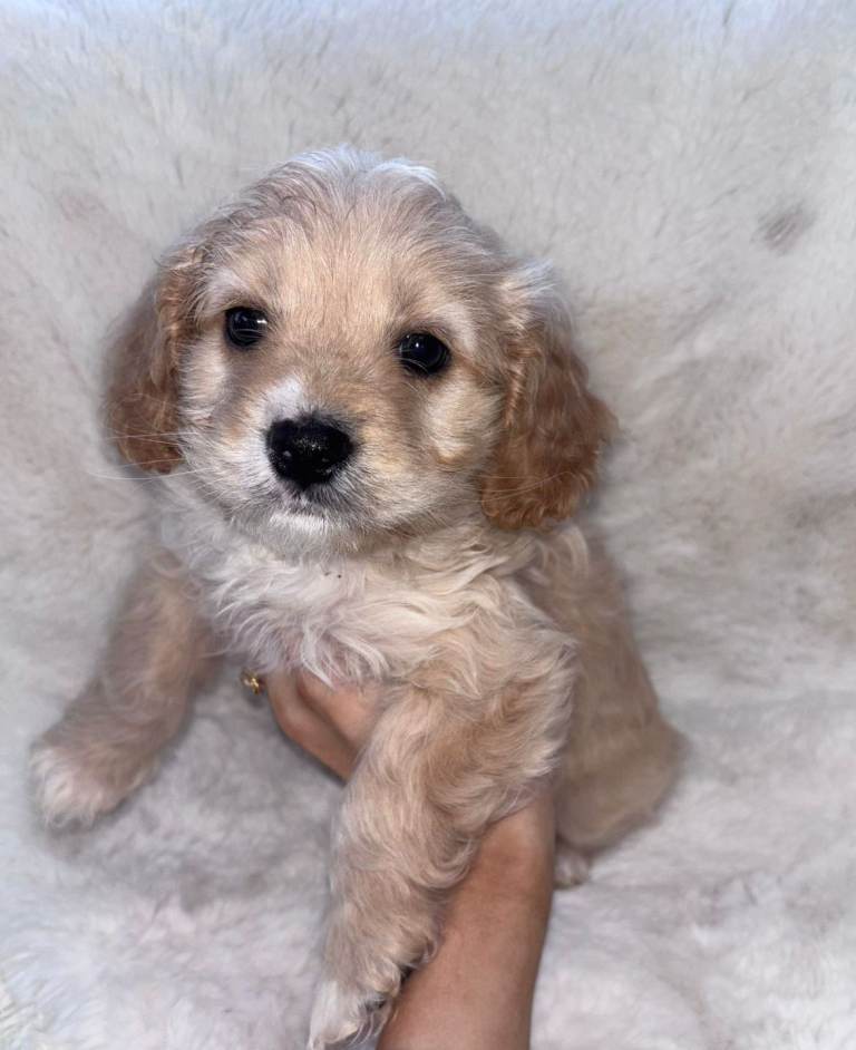CAVAPOO PUPPY