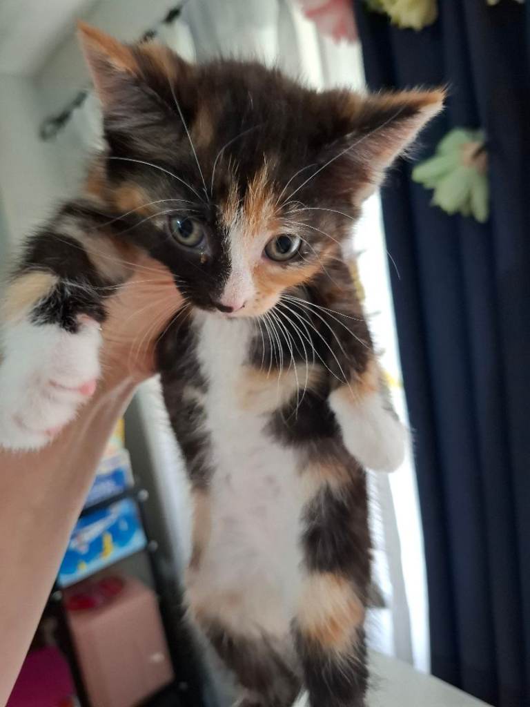 Kittens for sale 