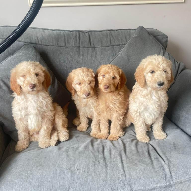 Irish doodle pups