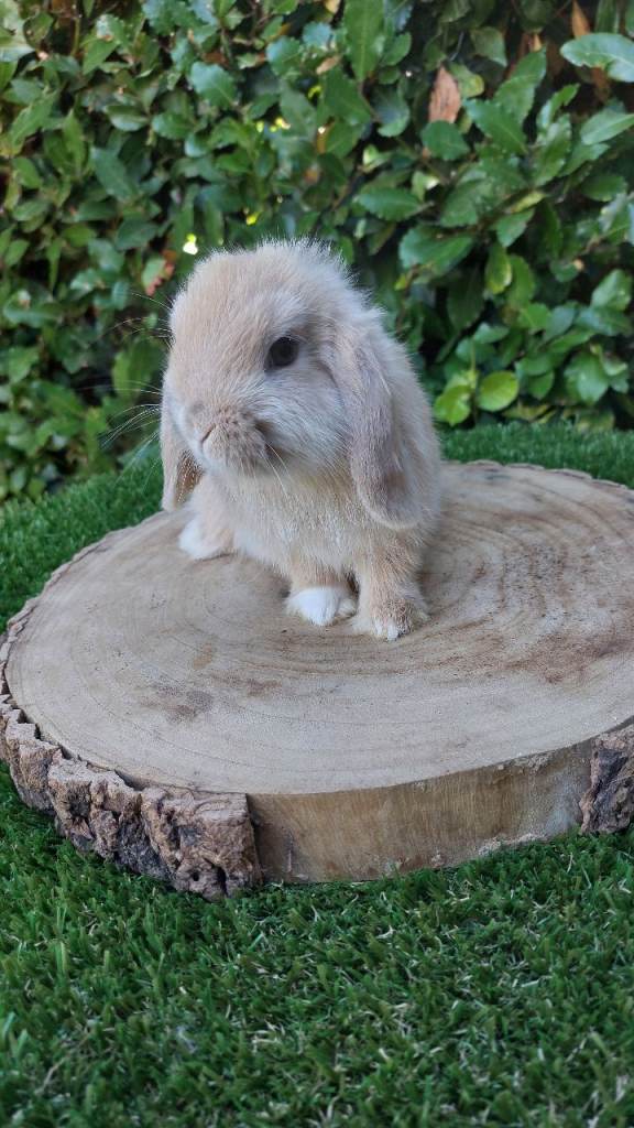 Pure bred mini lop baby rabbits 