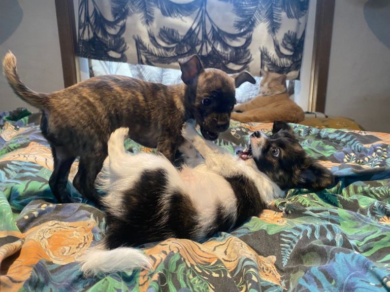 Jack Russel x Chihuahua puppies 