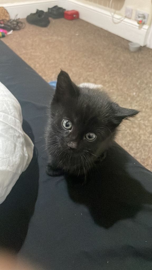 Black shorthair kittens for sale